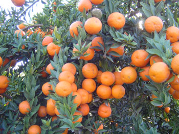 citrus_chinotto_sour_orange2.jpg